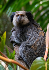 Close up of a Black-tufted marmoset, Atlantic Forest, Brazil