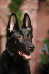 black german shepherd dog at christmas