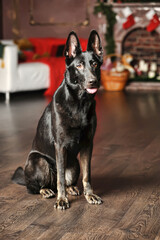 black german shepherd dog at christmas