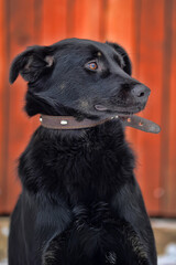 black mongrel dog mongrel outdoors in winter