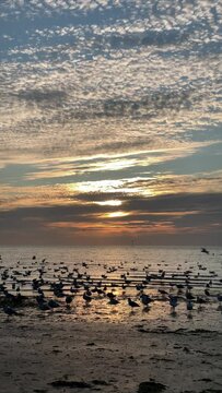 Seagulls and the sunset on Margate beach