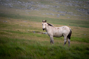 A wild pony looking at the viewer on a murky hillside in Cornwall