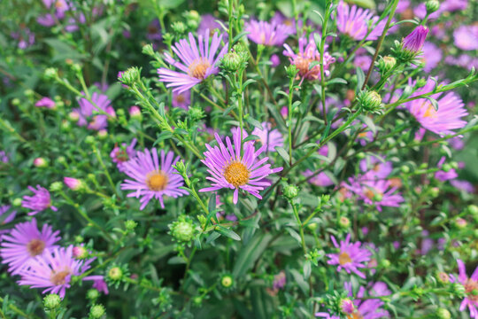 Background image: Blooming pink shrub aster flowers with a yellow heart in the garden
