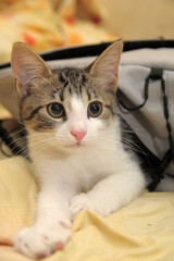 striped with white shorthair young kitten