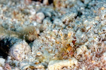 A picture of an Ambon shrimp