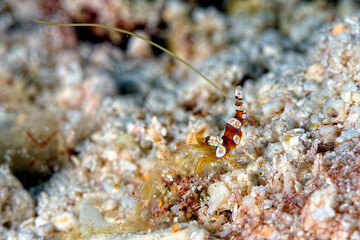 A picture of an Ambon shrimp