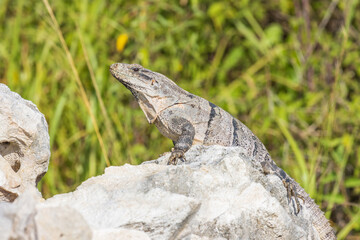 Primer plano de iguana rayada