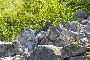 Primer plano de iguana rayada