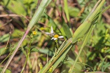 Primer plano de una mariposa sobre una flor