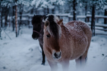 Horses in the snow in Finnish Lapland