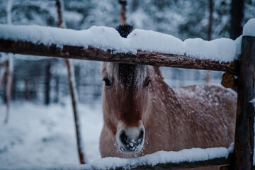 Horses in the snow in Finnish Lapland