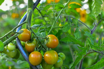 tomatoes growing on the vine in a vegetable garden 