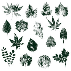 Leaf prints in green paint on white paper.