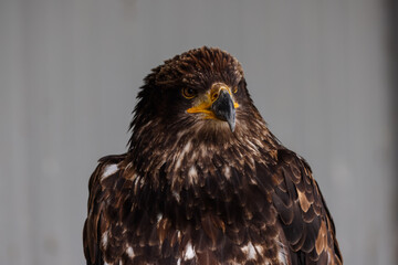 Close up images of bald and golden eagles