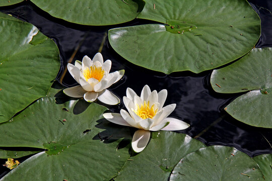 ninfea bianca (Nymphaea alba)