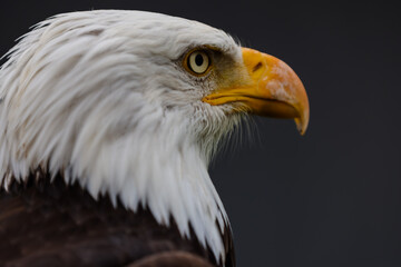 Fototapeta premium Close up images of bald and golden eagles