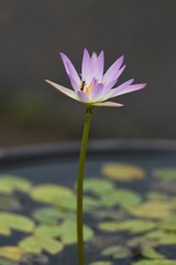 Water lilies flowers. Nymphaeaceae perennial aquatic plants.