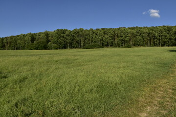 Wald und Wiese bei Salzhemmendorf