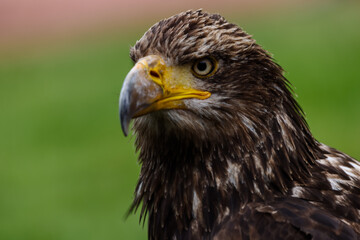 Close up images of bald and golden eagles