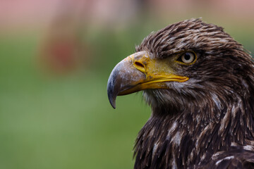 Close up images of bald and golden eagles