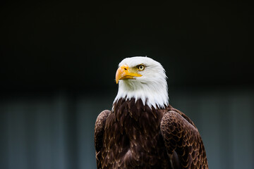 Close up images of bald and golden eagles