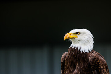 Close up images of bald and golden eagles