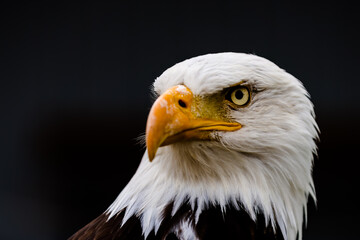 Close up images of bald and golden eagles