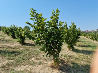 Fototapeta na wymiar Italy, piemomte, monferrato, langhe. hazelnut tree