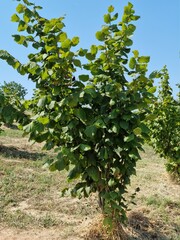 Fototapeta na wymiar Italy, piemomte, monferrato, langhe. hazelnut tree