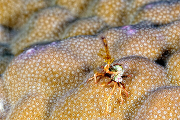 A picture of a strange crab