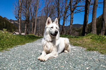 White Swiss Shepherd Dog outdoor portrait in nature.