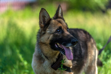 blind german shepherd dog at animal shelter