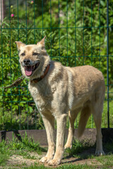 beige mongrel dog on a leash against a background of greenery in summer