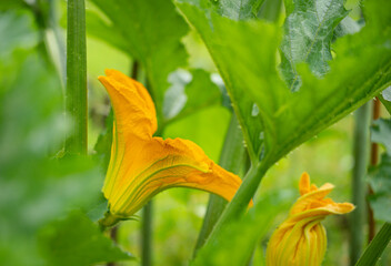 Obraz premium beautiful large yellow flower of the courgette, zucchinin (Cucurbita pepo) growing in a Wiltshire summer garden
