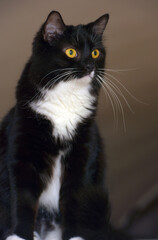 black with white breasts cat with orange eyes