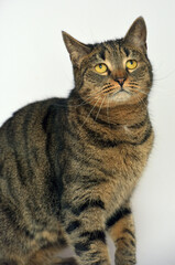 european shorthair cat on a light background