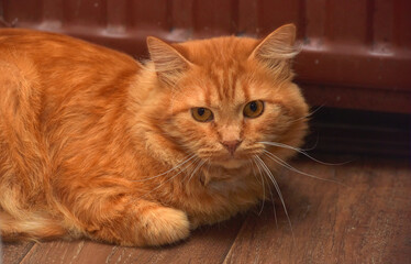 Fototapeta na wymiar red fluffy disgruntled domestic cat