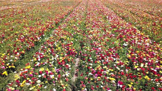 Rows of colorful tulips on the field. Colorful flower field. 