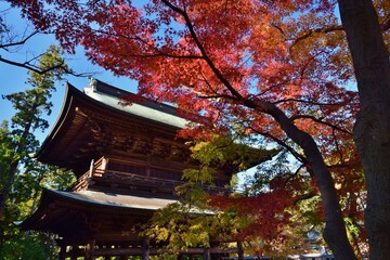 紅葉の鎌倉　円覚寺