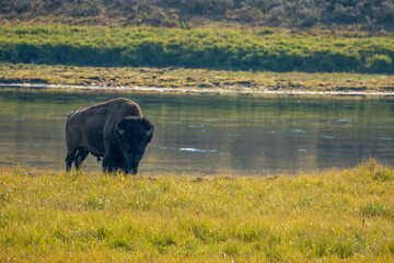 Bison Alongside Yellowstone River