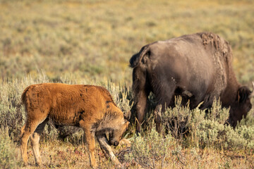 Bison Calf in Yellowstone