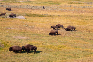 Fototapeta na wymiar Bison in Yellowstone