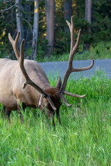 Large Male Elk in Yellowstone NP