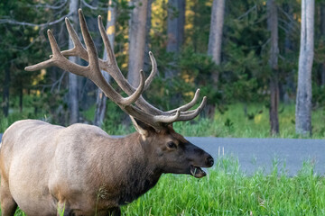 Naklejka na ściany i meble Wildlife of Yellowstone National Park, Elk Foraging on Grass