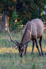 Elk Grazing in Field Near Campsite in Yellowstone