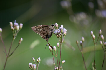 Brazilian butterflie (Urbanus dorantes) in field of lilac flowers on sunny spring day