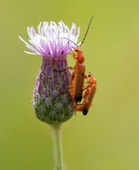Common red soldier beetles mating on thistle