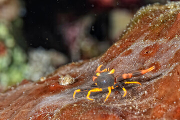 A picture of a black coral crab