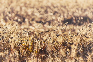 Late Season Wheat backlit. 