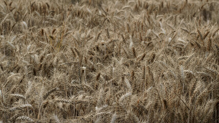 Closeup of golden barley field in summer, Solihull, England, UK